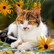 Domestic Cat {Felis catus} 4-months, Portrait of Tabby-tortoiseshell-and-white female lying on garden table with Coneflowers.