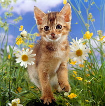 Domestic cat {Felis catus} 6-week, Abyssinian kitten among ox-eye dasies and buttercups