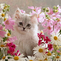 Domestic Cat {Felis catus} Pale silver long-haired kitten among mallows and ox-eye dasies