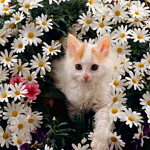 Domestic Cat {Felis catus} Turkish Van kitten among white dasies with pink Primulas.