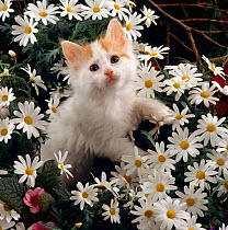 Domestic Cat {Felis catus} Turkish Van kitten among white dasies with pink Primulas.
