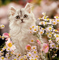 Domestic Cat {Felis catus} Silvertabby (Chinchilla x Persian) kitten among Michaelmas dasies and Japanese Anemones.