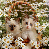 Domestic Cat {Felis catus} Birman kittens in wicker-basket among Dasies.