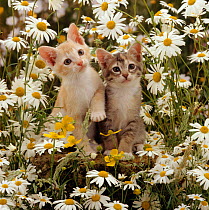 Domestic Cat {Felis catus} 8-week, Burmese-cross kittens among ox-eye daisies and buttercups.