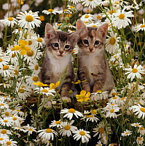 Domestic Cat {Felis catus} Burmese-cross kittens among ox-eye daisies and buttercups.