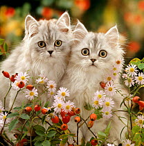 Domestic Cat {Felis catus} two Silvertabby Persian kittens among Michaelmas dasies and Rose hip.