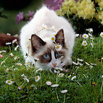 Domestic Cat {Felis catus} seal bicolour ragdoll kitten 'Goggles' decked in daisy chain.