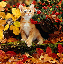 Domestic Cat {Felis catus} Ginger kitten among autumn leaves and Cotoneaster berries. Note - Kitten has extra toe (Polydactyl)