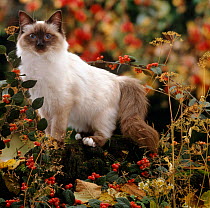 Domestic Cat {Felis catus} Birman female among Cotoneaster berries and Ground Elder seedheads.