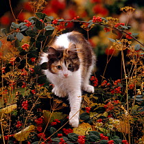 Domestic Cat {Felis catus} Young tortoiseshell-and-white among Cotoneaster berries and Ground elder seedheads.
