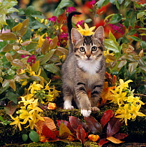 Domestic Cat {Felis catus} 12-week, Agouti tabby kitten among yellow Azaleas and spring foliage.