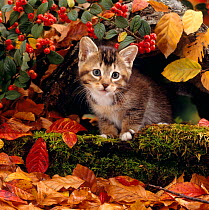 Domestic Cat {Felis catus} Tabby kitten among autumn leaves and Cottoneaster berries.