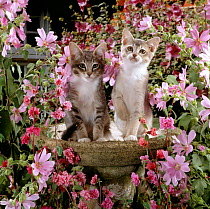 Domestic Cat {Felis catus} 10-week, Grey burmese-cross kittens, on an empty birdbath among pink Mallow flowers and Double clarkia {Godetia}