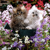 Domestic Cat {Felis catus} tabby and siver chinchilla Persian kittens, by watering can among bellflowers.