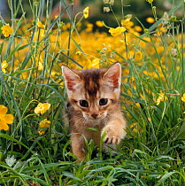 Domestic Cat {Felis catus} 6-week, Abyssinian kitten walking in grass with Buttercups.