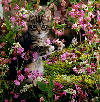 Domestic Cat {Felis catus} 8-week, Tabby among Red campion and Hedge parsley
