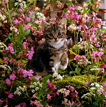 Domestic Cat {Felis catus} 8-week, Tabby among Red campion and Hedge parsley
