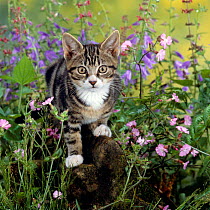 Domestic Cat {Felis catus} Tabby kitten among Red campion with Ivy-leaved bellflower and Hedge woundwort