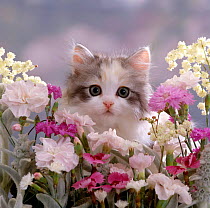 Domestic Cat {Felis catus} 8-week, Silver tortoiseshell-and-white kitten, face portrait among Gillyflowers, Carnations and Meadowseed.