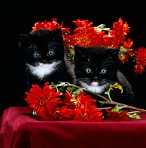 Domestic Cat {Felis catus} Persian-cross kittens with Chrysanthemums.