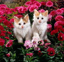 Domestic Cat {Felis catus} 7-week, White-and-tortoiseshell kittens, 'Mimi' and 'Maisie' among Pink pansies and Chrysanthemums.