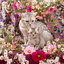 Domestic Cat {Felis catus} British shorthaired Silver spotted tabby 'Zinnia' with her 8-week kitten 'Periwinkle' among flowers.