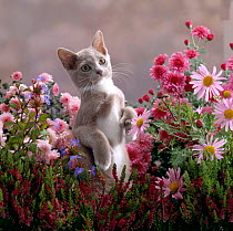 Domestic Cat {Felis catus} lilac-and-white Burmese-cross kitten standing on rear legs among Pink chrysanthemums and Heather
