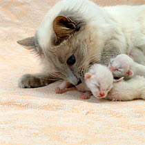 Domestic Cat {Felis catus} Balinese queen 'Ryissa' with 3-day kittens.