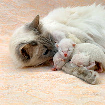 Domestic Cat Domestic Cat {Felis catus} Balinese queen 'Ryissa' with 3-day kittens.