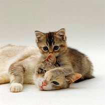 Domestic Cat {Felis catus} Silver tortoiseshell-and-white mother 'Pearl' with her 8-week tabby kitten playing