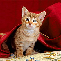 Domestic Cat {Felis catus} Portrait of oriental brown spotted tabby kitten under red velours curtain.