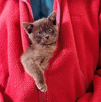 Person carrying Domestic Cat {Felis catus} blue Burmese kitten zipped into jacket.