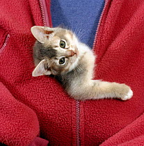Person carrying Domestic Cat {Felis catus} Blue ticked tabby kitten zipped into front of jacket.