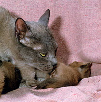Domestic Cat {Felis catus} Blue Burmese mother licking her 16-day kitten clean as it urinates.