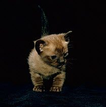 Domestic Cat {Felis catus} 1-month, Burmese kitten. Sequence 3/4.