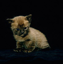 Domestic Cat {Felis catus} 1-month Burmese kitten. Sequence 4/4.