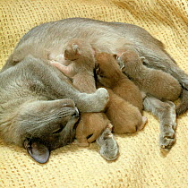 Domestic Cat {Felis catus} 2-day Burmese kittens suckling.