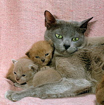 Domestic Cat {Felis catus} Burmese with 16-day kittens.