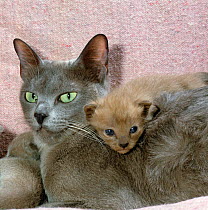 Domestic Cat {Felis catus} blue Burmese with brown Burmese kitten