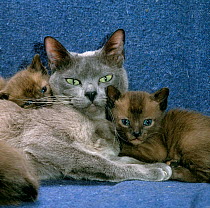 Domestic Cat {Felis catus} blue Burmese with 4-week brown Burmese kittens