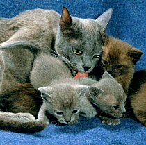 Domestic Cat {Felis catus} blue Burmese licking brown and blue Burmese kittens.