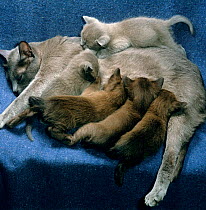 Domestic Cat {Felis catus} 4-week, blue and brown Burmese kittens suckling.