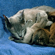 Domestic Cat {Felis catus} blue Burmese mother licking 4-week kitten as it urinates.