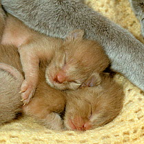 Domestic Cat {Felis catus} 2-day brown Burmese kittens.