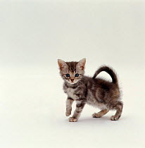 Domestic Cat {Felis catus} 8-week, Silver tortoiseshell kitten 'Cynthia' Sequence 4/5.