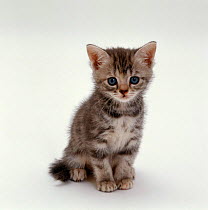 Domestic Cat {Felis catus} 7-weeks, Silver tortoiseshell kitten 'Cynthia' Sequence 3/5.