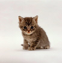 Domestic Cat {Felis catus} 4-weeks, Silver tortoiseshell kitten 'Cynthia' Sequence 2/5.