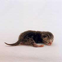 Domestic Cat {Felis catus} 1-day, Silver tortoiseshell kitten 'Cynthia' Sequence 1/5.