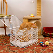 Domestic Cat {Felis catus} two kittens in a catcarrier exploring their new home.