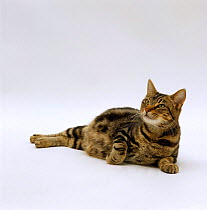 Domestic Cat {Felis catus} pregnant tabby cat 'Pumpkin', 4-days before giving birth to eight kittens.